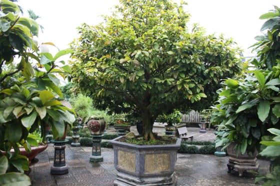 Làng hoa Quảng Ngãi tất bật sản xuất vụ tết ảnh 2 Làng hoa Quảng Ngãi tất bật sản xuất vụ tết ảnh 2