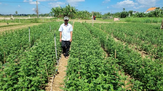 Làng hoa Quảng Ngãi tất bật sản xuất vụ tết ảnh 12 Làng hoa Quảng Ngãi tất bật sản xuất vụ tết ảnh 12