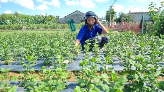 Làng hoa Quảng Ngãi tất bật sản xuất vụ tết ảnh 11 Làng hoa Quảng Ngãi tất bật sản xuất vụ tết ảnh 11