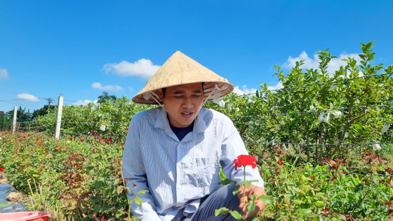 Làng hoa Quảng Ngãi tất bật sản xuất vụ tết ảnh 10 Làng hoa Quảng Ngãi tất bật sản xuất vụ tết ảnh 10