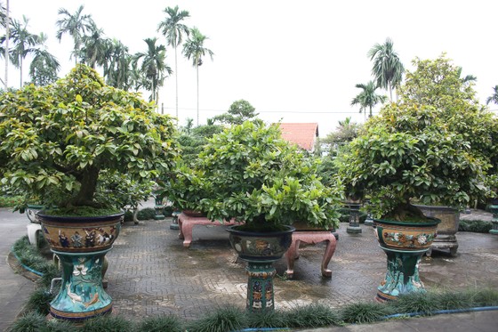 Làng hoa Quảng Ngãi tất bật sản xuất vụ tết ảnh 1 Làng hoa Quảng Ngãi tất bật sản xuất vụ tết ảnh 1