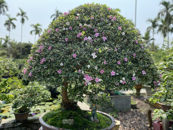 Làng hoa Quảng Ngãi tất bật sản xuất vụ tết ảnh 7 Làng hoa Quảng Ngãi tất bật sản xuất vụ tết ảnh 7