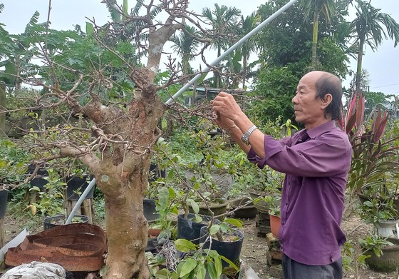 Làng hoa Quảng Ngãi tất bật sản xuất vụ tết ảnh 3 Làng hoa Quảng Ngãi tất bật sản xuất vụ tết ảnh 3