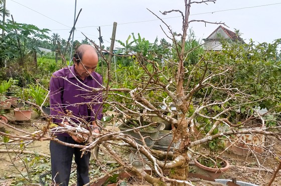 Làng hoa Quảng Ngãi tất bật sản xuất vụ tết ảnh 4 Làng hoa Quảng Ngãi tất bật sản xuất vụ tết ảnh 4