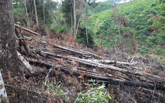 Hiện trường ngổn ngang gỗ trong vụ phá rừng quy mô lớn tại Lâm Đồng ảnh 3