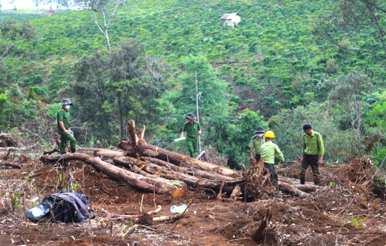 Hiện trường ngổn ngang gỗ trong vụ phá rừng quy mô lớn tại Lâm Đồng ảnh 1