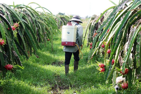 Giá thanh long còn 500-1.500 đồng/kg, nông dân Bình Thuận ứa nước mắt ảnh 1 Giá thanh long còn 500-1.500 đồng/kg, nông dân Bình Thuận ứa nước mắt ảnh 1