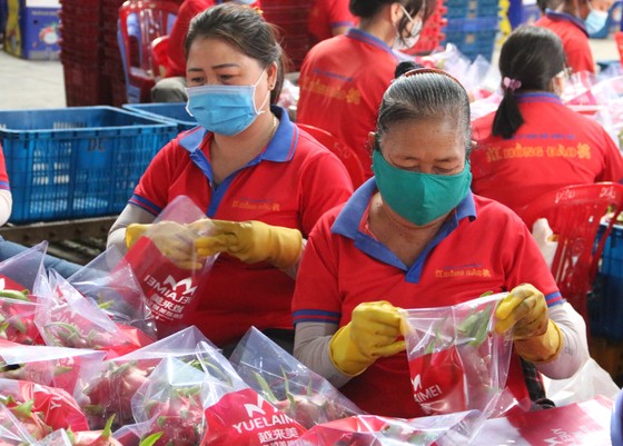 Giá thanh long còn 500-1.500 đồng/kg, nông dân Bình Thuận ứa nước mắt ảnh 3 Giá thanh long còn 500-1.500 đồng/kg, nông dân Bình Thuận ứa nước mắt ảnh 3