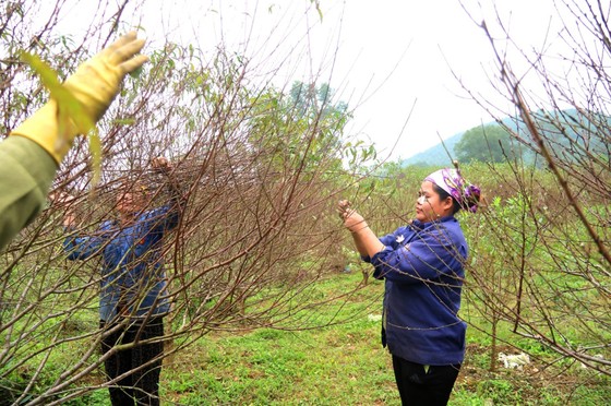 Cao điểm chăm sóc hoa, cây kiểng phục vụ tết ảnh 1 Cao điểm chăm sóc hoa, cây kiểng phục vụ tết ảnh 1