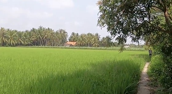 Chợ Gạo lo… hết gạo ảnh 1 Chợ Gạo lo… hết gạo ảnh 1