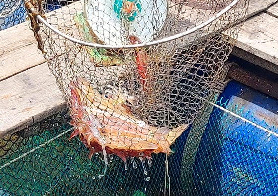 Hà Tĩnh: Mực nhảy Vũng Áng hấp dẫn du khách ảnh 16