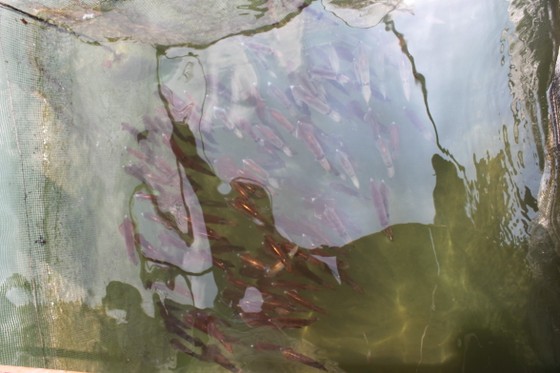 Hà Tĩnh: Mực nhảy Vũng Áng hấp dẫn du khách ảnh 4