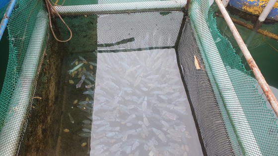 Hà Tĩnh: Mực nhảy Vũng Áng hấp dẫn du khách ảnh 14