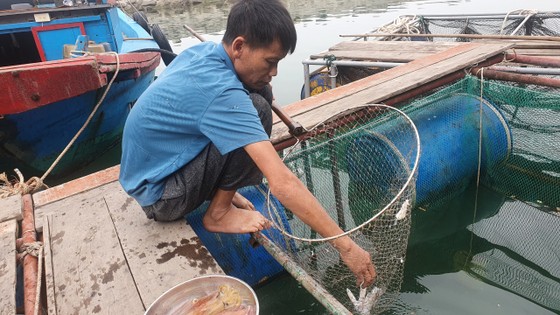 Hà Tĩnh: Mực nhảy Vũng Áng hấp dẫn du khách ảnh 15