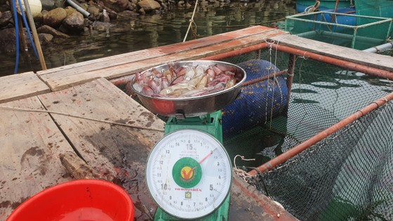 Hà Tĩnh: Mực nhảy Vũng Áng hấp dẫn du khách ảnh 6