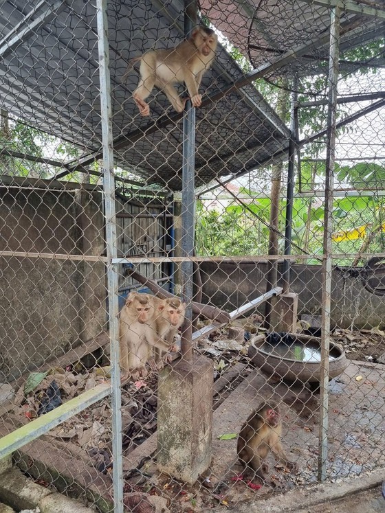 Giải cứu thú hoang ảnh 1