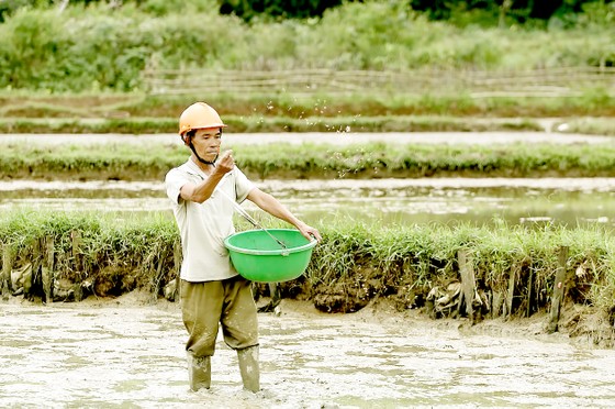 Miền Trung: Bám đồng cứu vụ đông xuân ảnh 1 Miền Trung: Bám đồng cứu vụ đông xuân ảnh 1