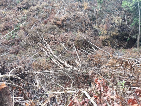 “Xâu xé” đất rừng Tây Nguyên ảnh 1