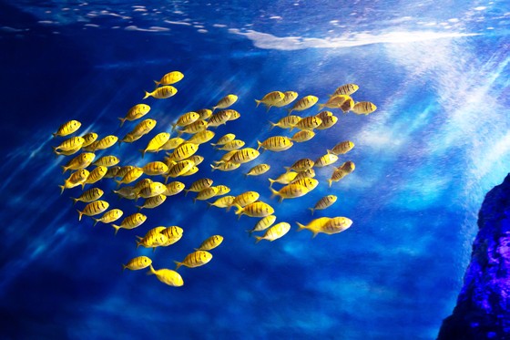 Chung tay vì một đại dương xanh ảnh 1