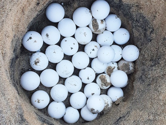 Chung tay vì một đại dương xanh ảnh 5