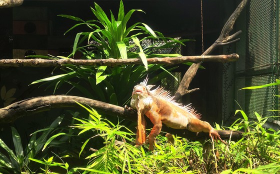 Thảo Cầm viên Sài Gòn nhộn nhịp khách hè ảnh 7 Thảo Cầm viên Sài Gòn nhộn nhịp khách hè ảnh 6