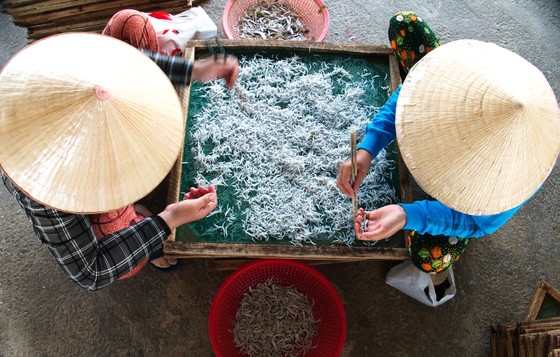 Trúng mùa cá cơm ảnh 6 Trúng mùa cá cơm ảnh 6