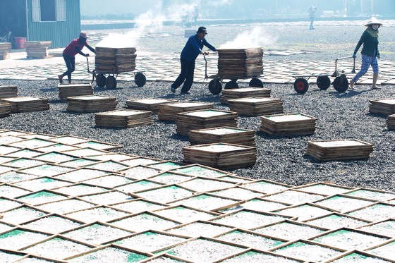 Trúng mùa cá cơm ảnh 4 Trúng mùa cá cơm ảnh 4