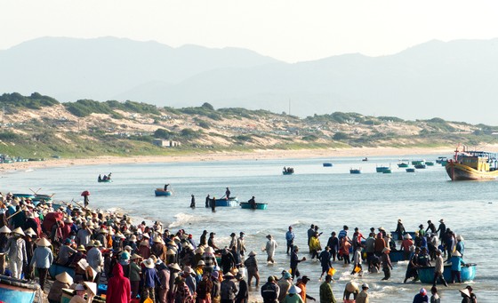 Trúng mùa cá cơm ảnh 1 Trúng mùa cá cơm ảnh 1