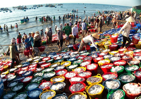 Trúng mùa cá cơm ảnh 2 Trúng mùa cá cơm ảnh 2