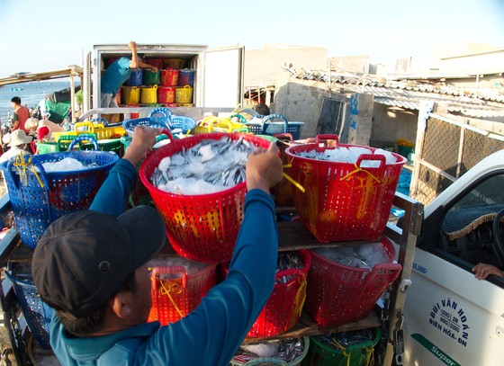 Trúng mùa cá cơm ảnh 3 Trúng mùa cá cơm ảnh 3