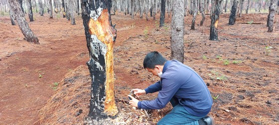 Rừng thông tuyệt đẹp ở Đắk Đoa bị “xẻ thịt” ảnh 15 Rừng thông tuyệt đẹp ở Đắk Đoa bị 'xẻ thịt' ảnh 14