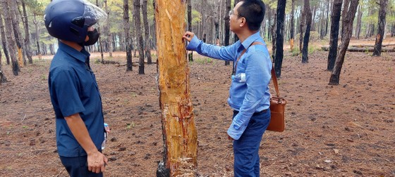 Rừng thông tuyệt đẹp ở Đắk Đoa bị “xẻ thịt” ảnh 3 Rừng thông tuyệt đẹp ở Đắk Đoa bị 'xẻ thịt' ảnh 2