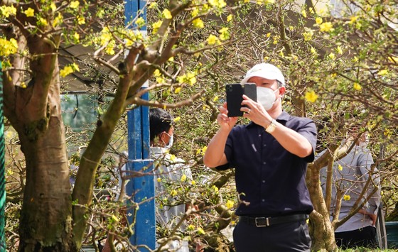 Chợ hoa Đà Nẵng ngày cận Tết: giá tăng nhẹ, tấp nập bán mua ảnh 8