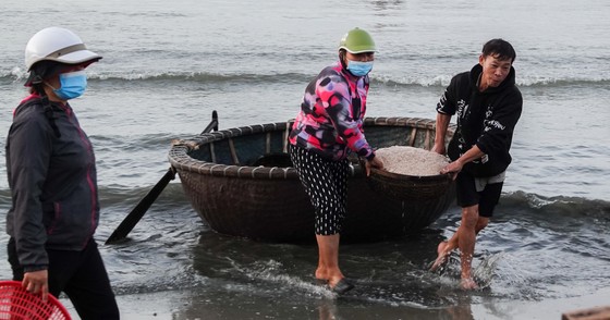 Nhộn nhịp đầu năm với mùa ruốc biển ảnh 4 Nhộn nhịp đầu năm với mùa ruốc biển ảnh 3