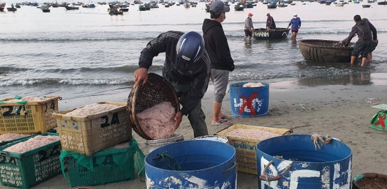 Nhộn nhịp đầu năm với mùa ruốc biển ảnh 2 Nhộn nhịp đầu năm với mùa ruốc biển ảnh 1