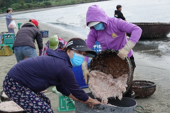 Nhộn nhịp đầu năm với mùa ruốc biển ảnh 5 Nhộn nhịp đầu năm với mùa ruốc biển ảnh 4