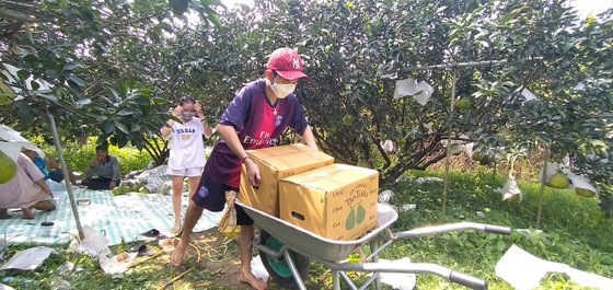 Giá bưởi Tân Triều tăng, hút hàng trên thị trường ảnh 5