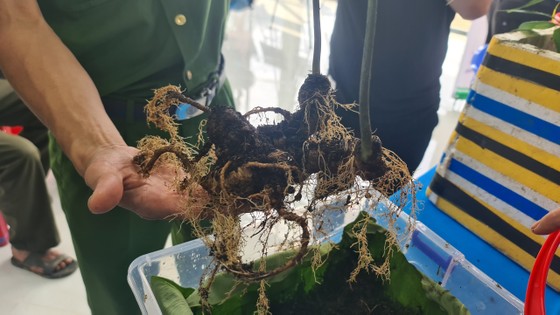 Cây sâm Ngọc Linh 20 tuổi được rao bán với giá 800 triệu đồng ảnh 6 Cây sâm Ngọc Linh 20 tuổi được rao bán với giá 800 triệu đồng ảnh 5