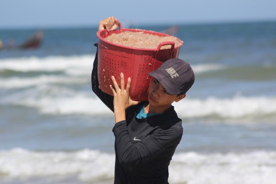 Ngư dân rẽ sóng 'săn' hàng tấn ruốc biển mỗi ngày ảnh 5