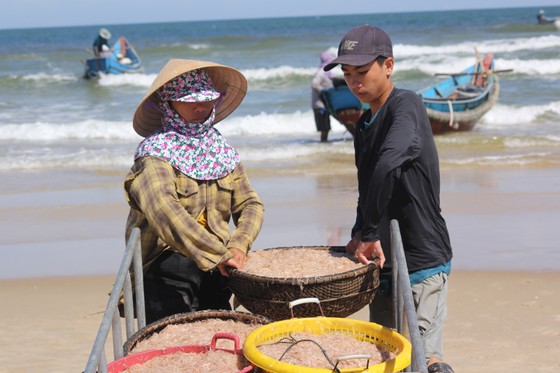 Ngư dân rẽ sóng 'săn' hàng tấn ruốc biển mỗi ngày ảnh 4