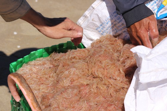 Ngư dân rẽ sóng “săn” hàng tấn ruốc biển mỗi ngày ảnh 7 Ngư dân rẽ sóng 'săn' hàng tấn ruốc biển mỗi ngày ảnh 6