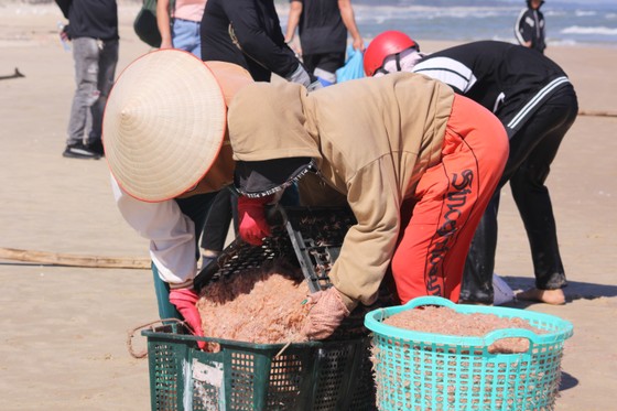 Ngư dân rẽ sóng “săn” hàng tấn ruốc biển mỗi ngày ảnh 9 Ngư dân rẽ sóng 'săn' hàng tấn ruốc biển mỗi ngày ảnh 8