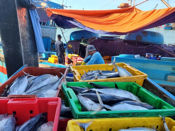 Ngư dân tố bị chèn ép, 'chặt chém' giá dầu ảnh 6