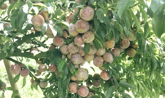 Đưa nông sản lên sàn thương mại điện tử Mận Sơn La