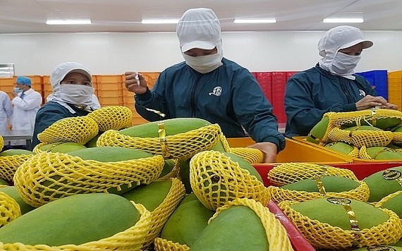 芒果出口值逾 1. 8 亿美元 出口的芒果均达VietGAP 和 GlobalGAP 标准。(图源:阮幸)