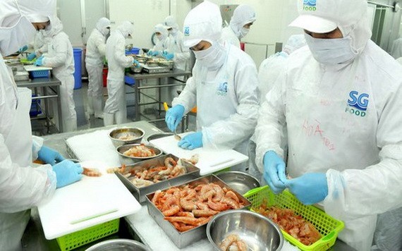 疫情中本市经济良好增长 SG Food 公司加工虾类出口。(图源:高昇)