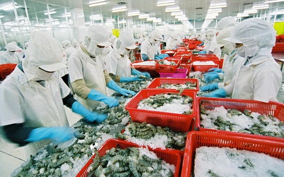 越南水产品领域把握 FTA 商机 图为黑虎虾粗加工工段。