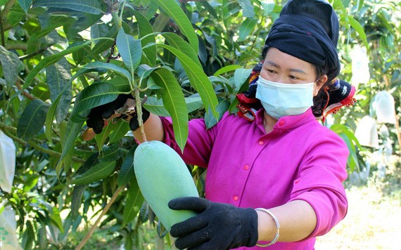 果蔬出口势头强劲 美国大幅进口我国芒果。(图源:VOV)