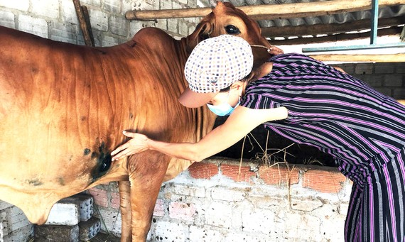 Người dân ở xã Phổ Châu  (thị xã Đức Phổ, Quảng Ngãi) nỗ lực  chăm sóc bò bị bệnh viêm da nổi cục. Ảnh: XUÂN HUYÊN