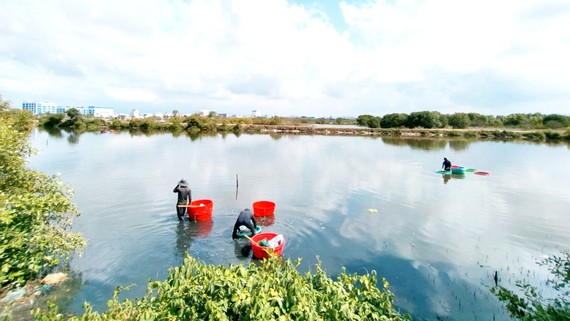 Khu rừng ngập mặn còn sót lại của TP Phan Thiết, tỉnh Bình Thuận